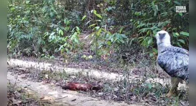 Imagem ilustrativa da notícia: Câmera mostra harpia carregando macaco-guariba na Amazônia paraense