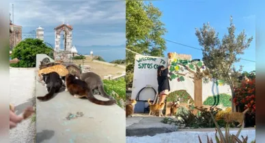 Imagem ilustrativa da notícia: Grécia oferece moradia e comida de graça para quem cuidar de gatos