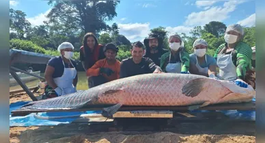 Imagem ilustrativa da notícia: Pirarucu de 137 kg é capturado em reserva de Rondônia