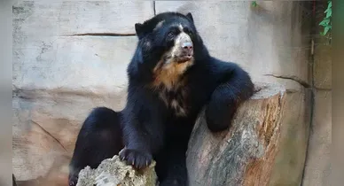 Imagem ilustrativa da notícia: Ursos podem deixar zoo após denúncia de maus-tratos