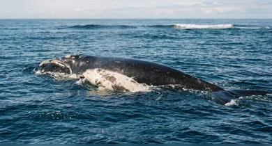 Imagem ilustrativa da notícia: Após ser salva de cordas de pesca, baleia-franca retorna ao Brasil com filhote