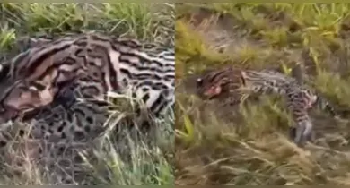 Imagem ilustrativa da notícia: Jaguatirica é encontrada morta em estrada no Pará