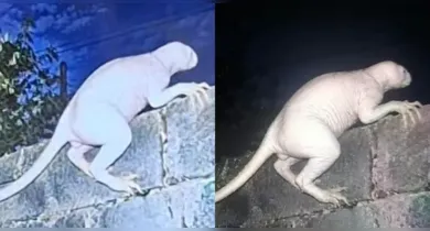 Imagem ilustrativa da notícia: Criatura misteriosa ataca animais e assusta moradores no México