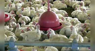 Imagem ilustrativa da notícia: Frango recebe hormônio? Ciência explica o crescimento da ave no Brasil