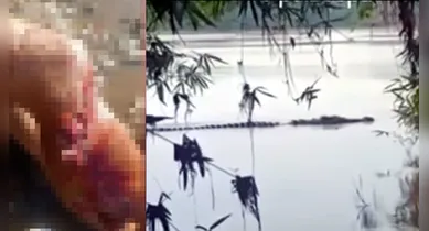 Imagem ilustrativa da notícia: Jacaré dilacera perna de pescador em margem de rio no Pará