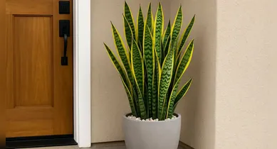 Imagem ilustrativa da notícia: Espada-de-são-jorge: veja onde colocar a planta em casa