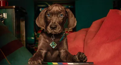 Imagem ilustrativa da notícia: Scooby-Doo encerra gravações e prepara estreia na Netflix