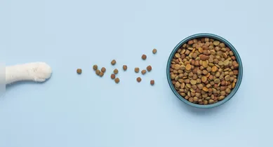Imagem ilustrativa da notícia: Qual o melhor tipo de ração para seu pet? Veterinária dá orientações