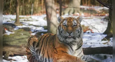 Imagem ilustrativa da notícia: Homem morre após entrar em recinto de tigre em zoológico