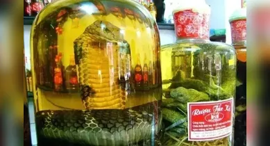 Imagem ilustrativa da notícia: Bebida com cobra inteira dentro da garrafa vira atração turística na Ásia