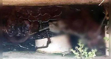 Imagem ilustrativa da notícia: Feto é encontrado em fossa de unidade de saúde no Pará