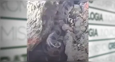 Imagem ilustrativa da notícia: Sucuri aparece em praia de Mosqueiro e chama atenção de moradores