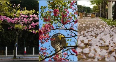 Imagem ilustrativa da notícia: Temporada dos ipês: veja onde encontrar as árvores floridas em Belém