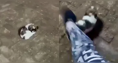 Imagem ilustrativa da notícia: Influenciadora é presa após chutar filhote de cachorro e publicar vídeo