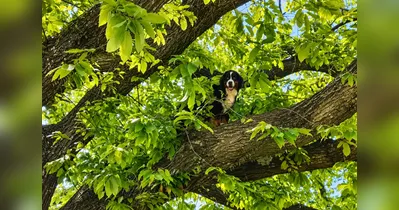 Zoe teria subido na árvore por uma escada e foi resgatada com uma corda.