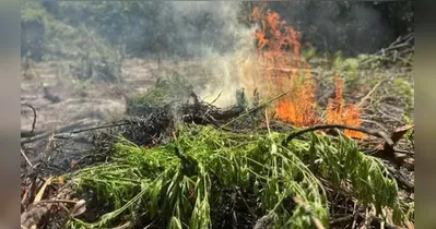 Ação faz parte das iniciativas da PF para o combate ao cultivo ilegal de cannabis na região.
