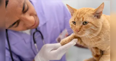 Segundo os especialista, deixar o alimento disponível à vontade, sem controlar as porções, pode favorecer excessos em alguns animais após a castração.
