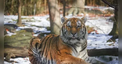 Imagem ilustrativa da notícia Homem morre após entrar em recinto de tigre em zoológico