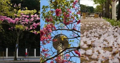 Belém ganha um colorido especial durante a temporada dos ipês, que florescem e transformam ruas, praças e parques da cidade em verdadeiros cartões-postais.