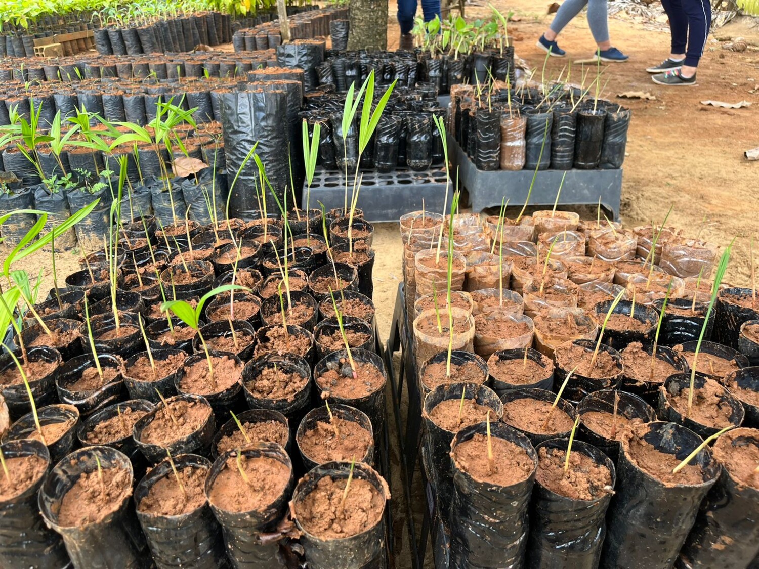 Eco Xingu: Projeto garante plantação mais sustentável