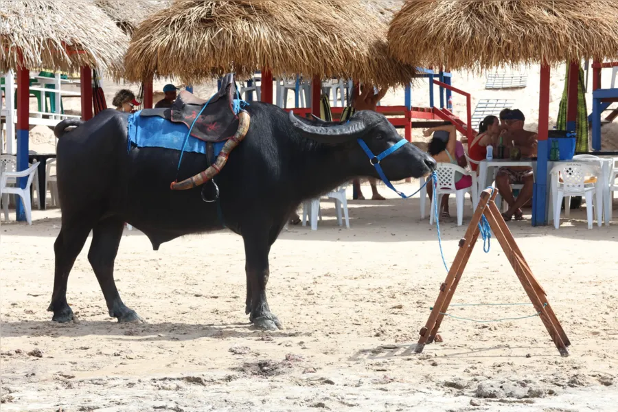 Galeria: as fotos das belezas e da movimentação de Soure