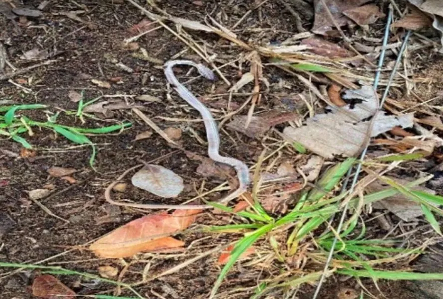 Veja imagens da fazenda de Leonardo envolvida em trabalho escravo