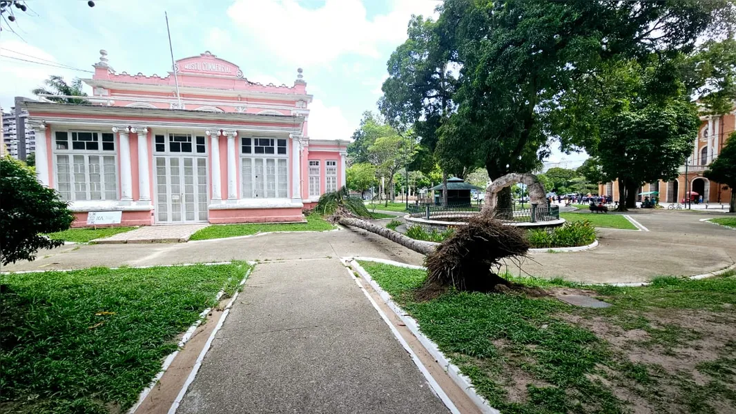 Ventania derruba árvore na Praça da República