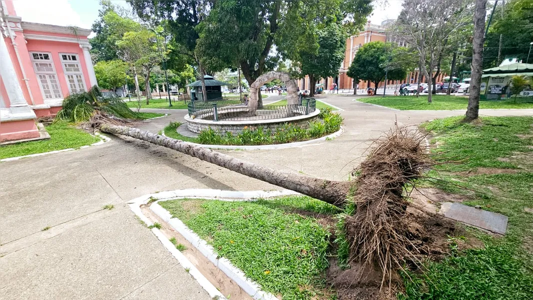 Ventania derruba árvore na Praça da República