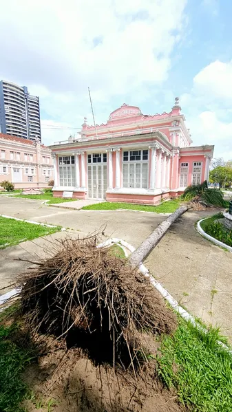 Ventania derruba árvore na Praça da República