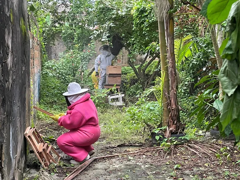 Defesa Civil orienta população sobre cuidados com abelhas