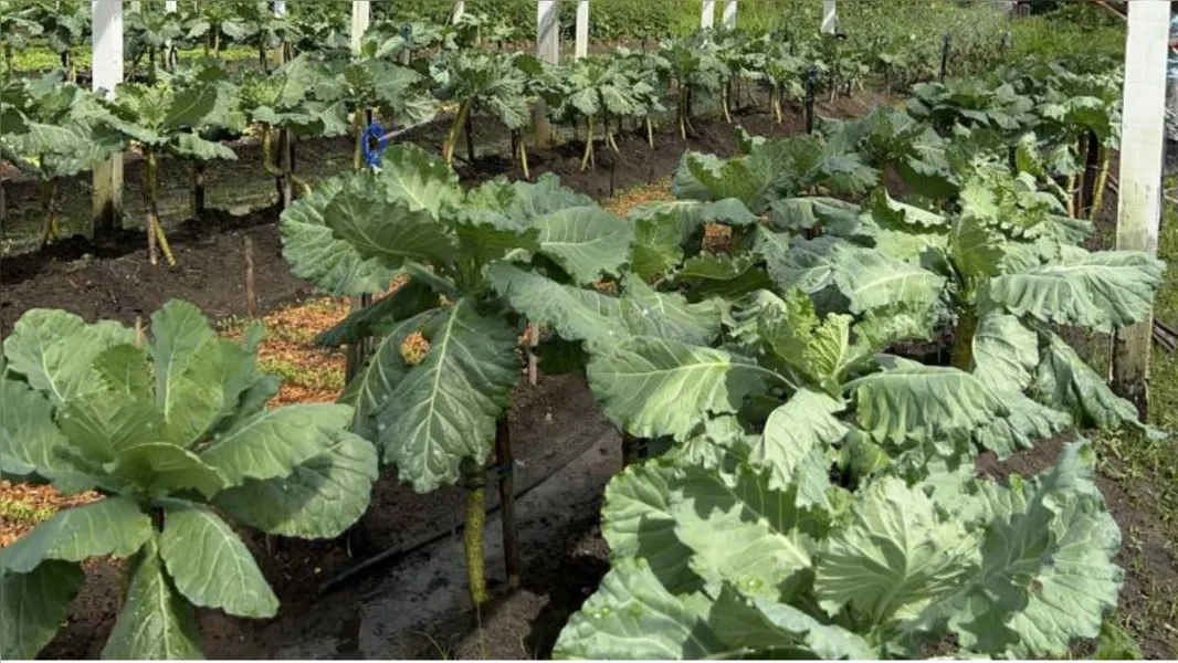 Produção agrícola é destaque no sistema penal do Pará