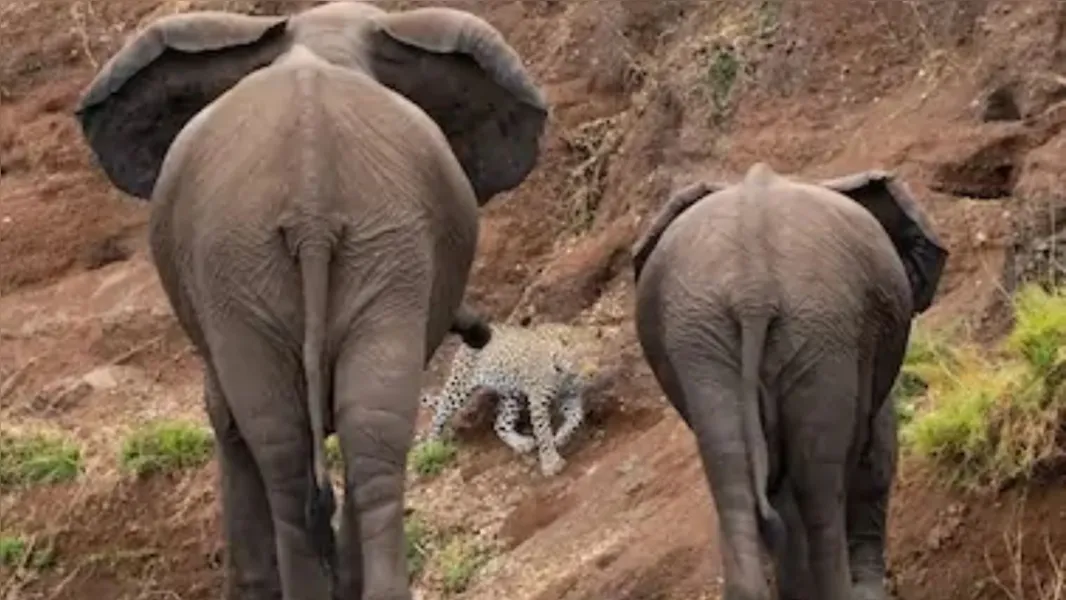 Fofos e selvagens: veja imagens de animais em seu habitat