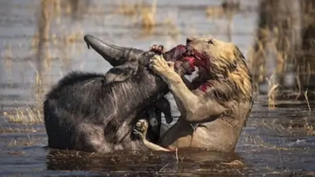 Fofos e selvagens: veja imagens de animais em seu habitat