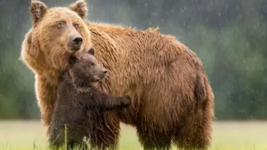 Fofos e selvagens: veja imagens de animais em seu habitat