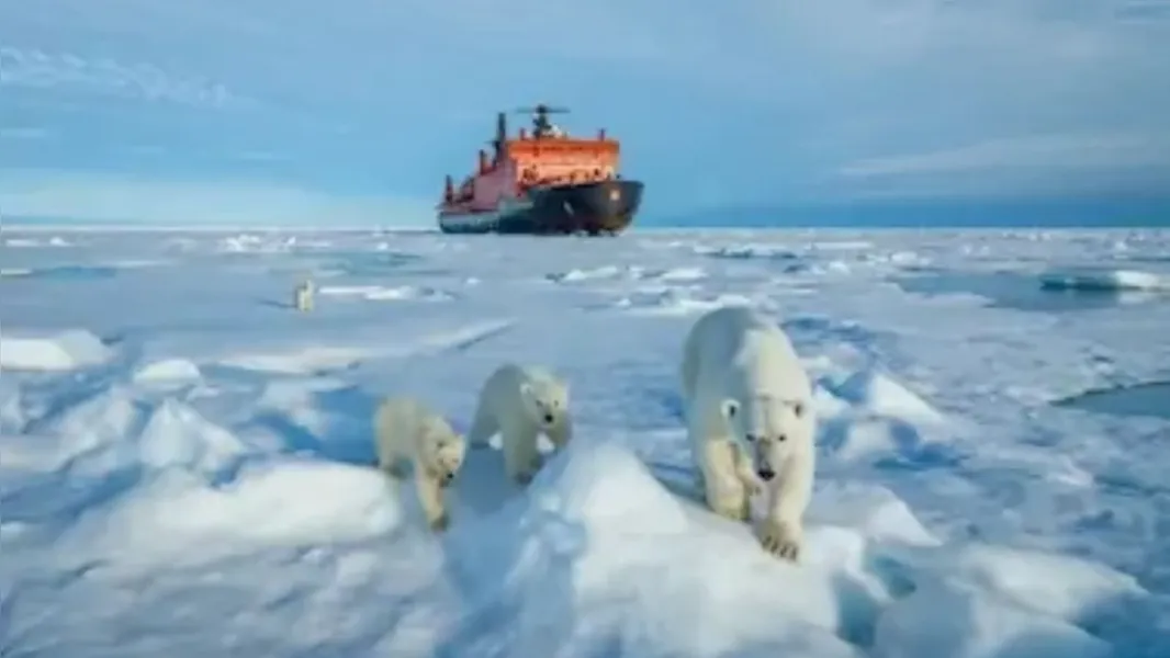 Fofos e selvagens: veja imagens de animais em seu habitat