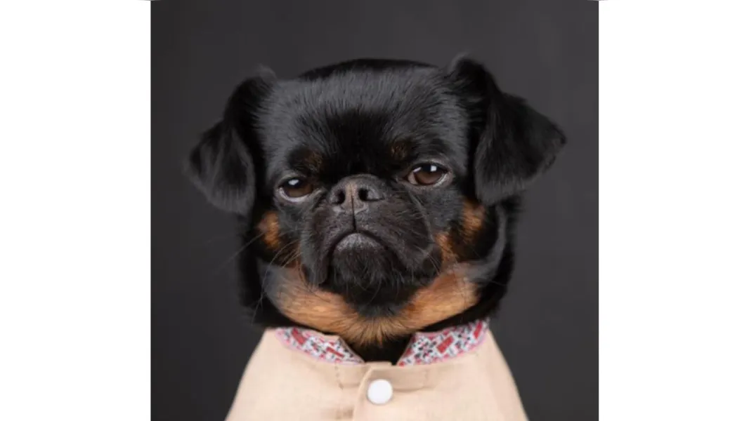 Cachorro viraliza no Instagram com cara de "poucos amigos"