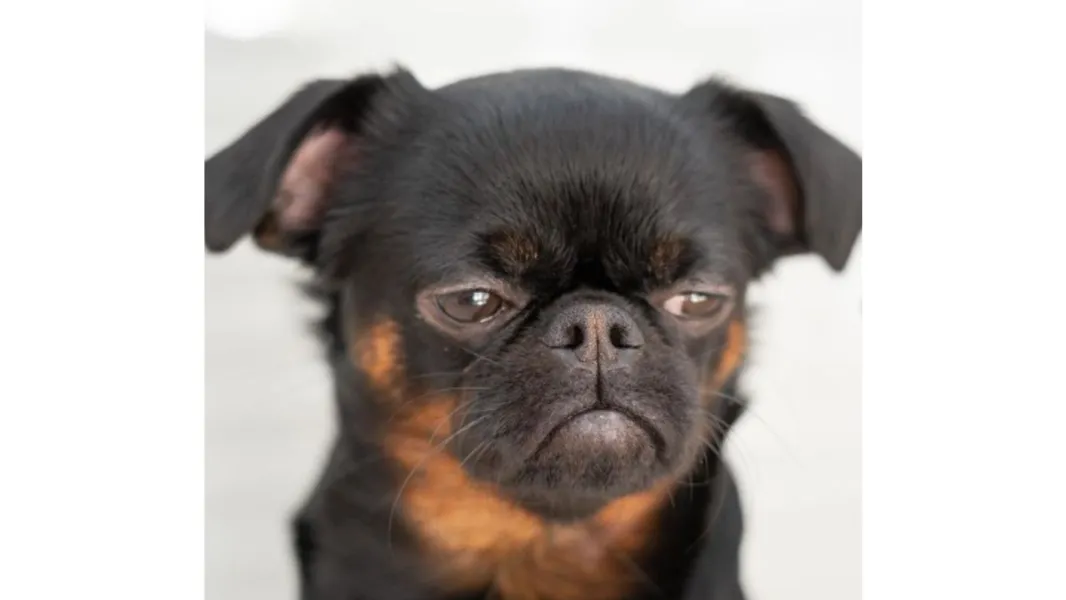 Cachorro viraliza no Instagram com cara de "poucos amigos"