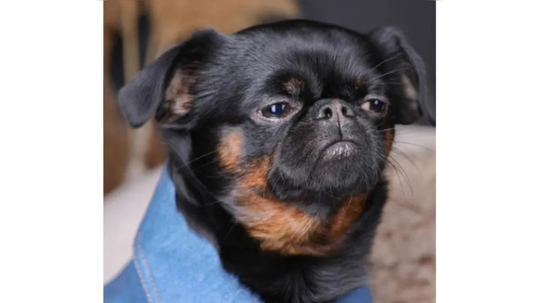 Cachorro viraliza no Instagram com cara de "poucos amigos"