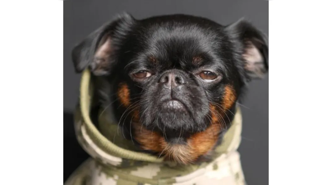 Cachorro viraliza no Instagram com cara de "poucos amigos"