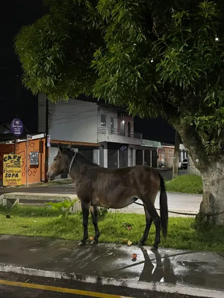 Égua, aparentemente grávida, é abandonada na Cidade Nova