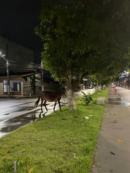 Égua, aparentemente grávida, é abandonada na Cidade Nova