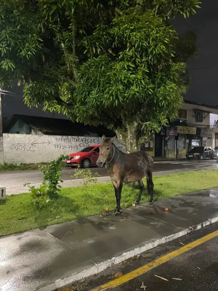 Égua, aparentemente grávida, é abandonada na Cidade Nova