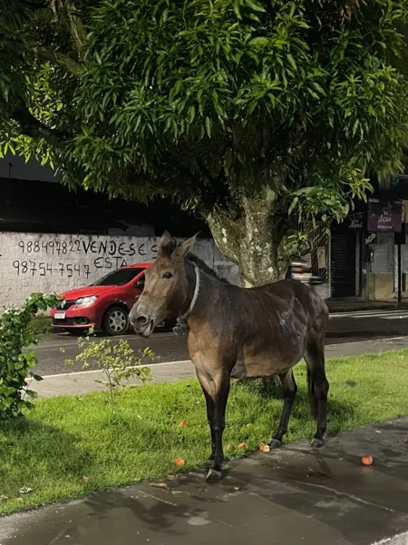 Égua, aparentemente grávida, é abandonada na Cidade Nova