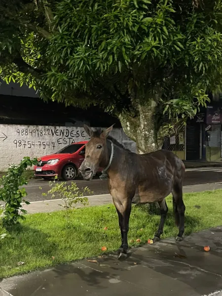 Égua, aparentemente grávida, é abandonada na Cidade Nova