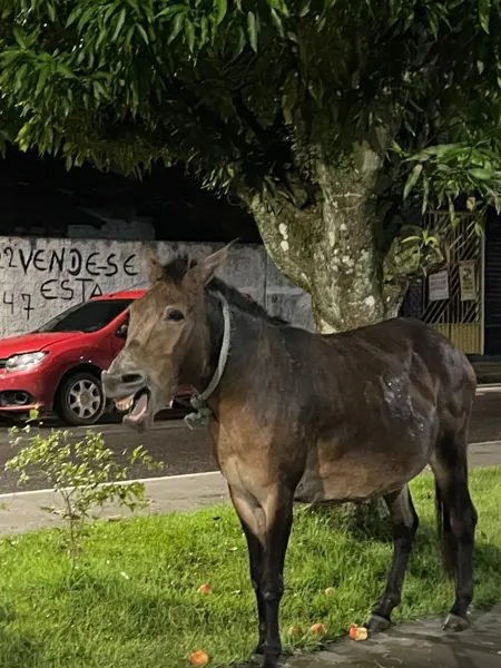 Égua, aparentemente grávida, é abandonada na Cidade Nova