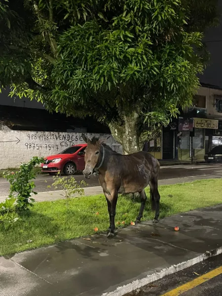 Égua, aparentemente grávida, é abandonada na Cidade Nova