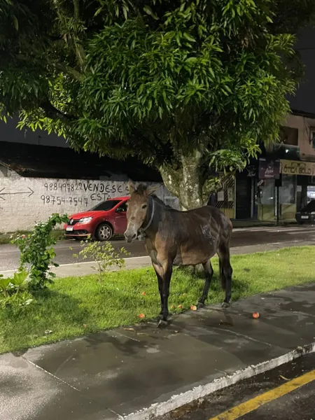 Égua, aparentemente grávida, é abandonada na Cidade Nova