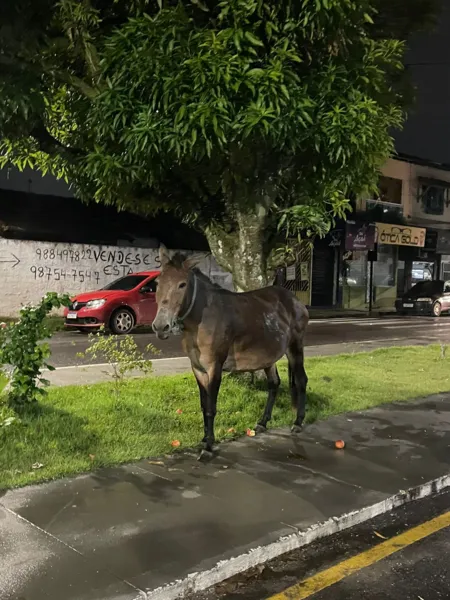 Égua, aparentemente grávida, é abandonada na Cidade Nova