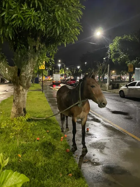 Égua, aparentemente grávida, é abandonada na Cidade Nova