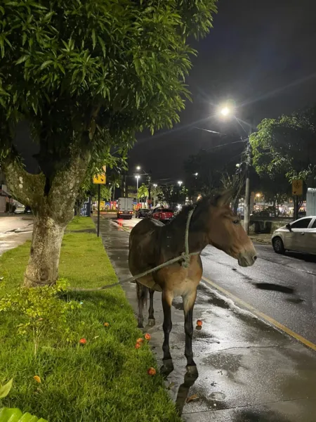 Égua, aparentemente grávida, é abandonada na Cidade Nova